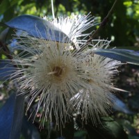 Syzygium jambos (L.) Alston